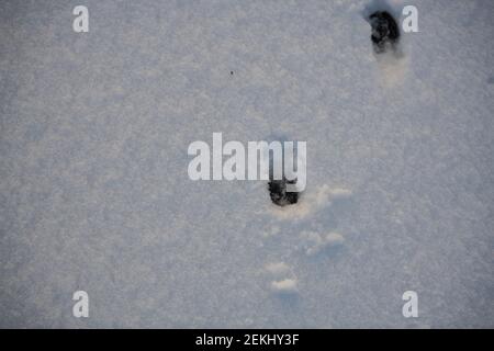 footprints in the  pure white snow on a foggy day Stock Photo