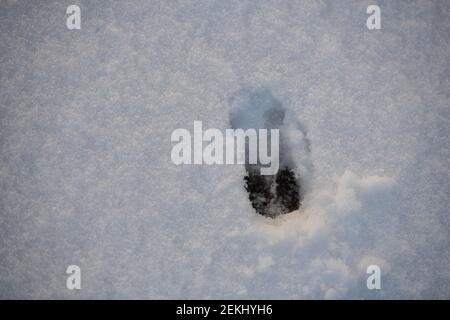 footprints in the  pure white snow on a foggy day Stock Photo
