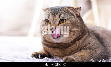 The Scottish Fold cat amusingly licks its lips, stuck out its tongue. Cute pet on the carpet in the living room. Close-up portrait. Stock Photo