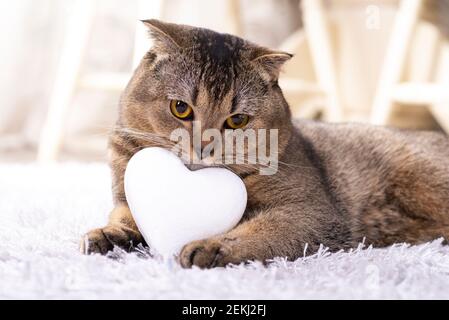 Brown scottish fold cat with white heart on carpet. Stock Photo