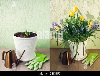 Spring bulbs flowers stages of blooming and growing in pot. Yellow tulips, hyacinths, blue muscari with watering can. Before and after collage. Home h Stock Photo