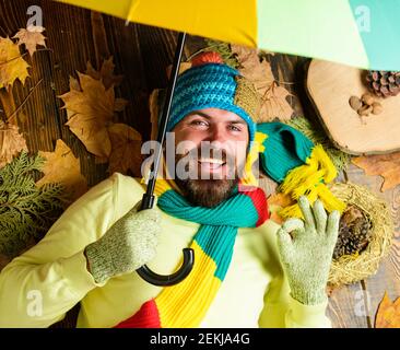 Hipster wear knitted hat and gloves expect rainy weather hold umbrella. Man bearded lay on wooden background with leaves top view. Fall atmosphere attributes. Rainy weather forecast concept. Stock Photo