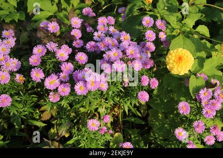 Flowers: Close up of single yellow Dahlia amongst purple Daisies growing in garden in evening sunlight during Autumn Stock Photo