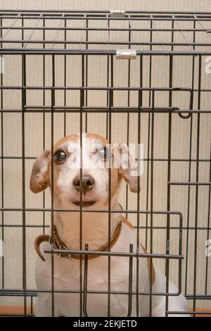 Jack Russell Terrier dog sits in an iron cage. Favorite pet with smart eyes. Stock Photo