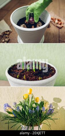 Spring bulbs flowers three stages of planting, blooming and growing in pot. Yellow tulips, hyacinths, blue muscari with watering can. Before and after Stock Photo