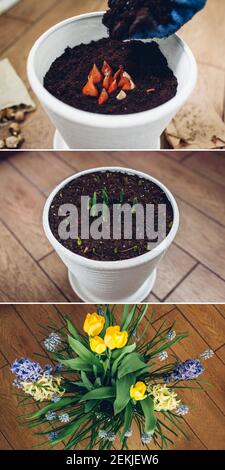 Spring bulbs flowers three stages of planting, blooming and growing in pot. Yellow tulips, hyacinths, blue muscari with watering can. Before and after Stock Photo