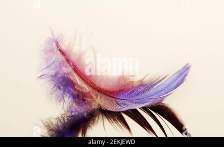 bird feather design dream light reflection multicolor Stock Photo