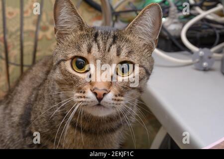 Portrait of gray tabby cat with green eyes close-up. Beautiful pet looks at camera. Stock Photo