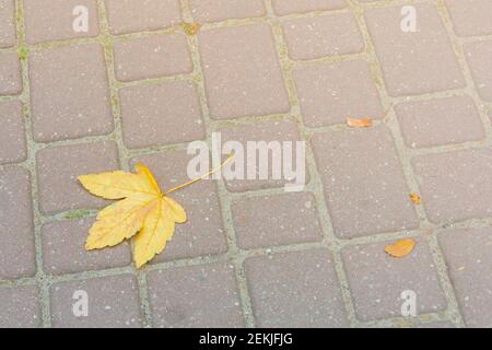 Yellow maple leaf on square paving slabs in autumn. Copy space, place for text. Stock Photo