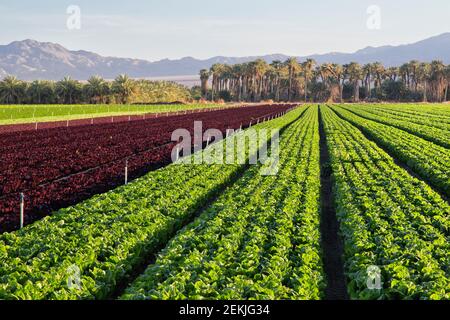 Organic Butterhead (green) & Red Leaf lettuce  'Lactuca sativa',  maturing field. Stock Photo