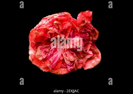 Dew covered fading pink rose head in black background Stock Photo