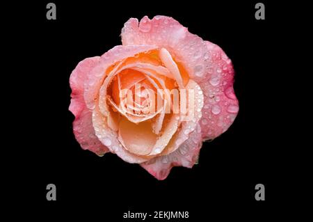 Dew covered pink and peach rose head in black background Stock Photo