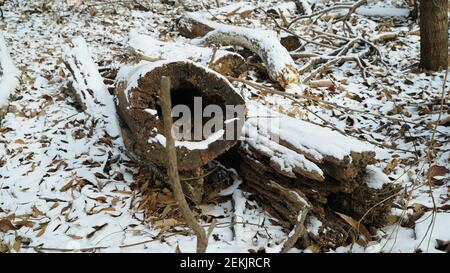 Snow Pruning Debris in the Winter Forest Stock Photo