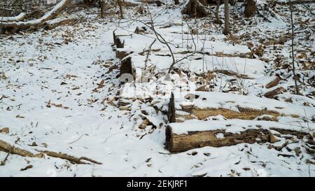 Snow Pruning Debris in the Winter Forest Stock Photo