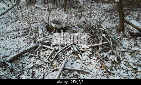 Snow Pruning Debris in the Winter Forest Stock Photo