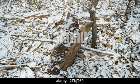 Snow Pruning Debris in the Winter Forest Stock Photo