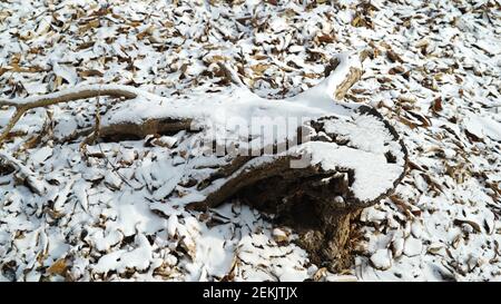 Snowy Tree Stump Logs on the Winter Forest Ground Stock Photo