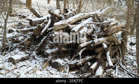 Snow Pruning Debris in the Winter Forest Stock Photo