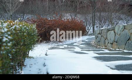 Snowy Sidewalk with Small Red Trees in the Winter Park Stock Photo