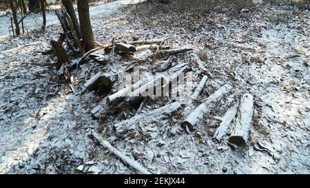 Snow Pruning Debris in the Winter Forest Stock Photo