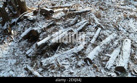 Snow Pruning Debris in the Winter Forest Stock Photo