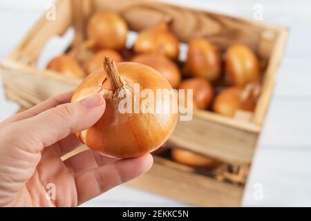 Woman hand takes one raw yellow onion from wooden crate. Fresh onion in a wood box. Eco-friendly rustic style containers for vegetables and fruits. Stock Photo