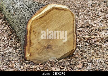 Forestry and logging. European Oak Wood log Stock Photo