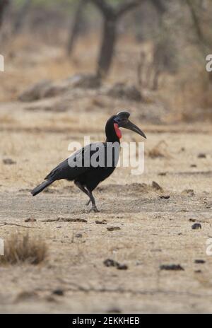 Northern Ground-hornbill (Bucorvus abyssinicus) adult male walking across dry grassland Ethiopia             April