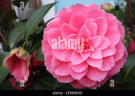 Camellia japonica ‘Pink Perfection’ Pink Perfection camellia – formal double medium pink flowers with rosette shape, February, England, UK Stock Photo