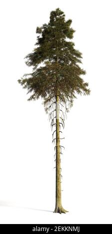 tall fir tree isolated on white background Stock Photo
