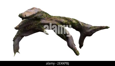 driftwood, dry tree branch with moss and barnacle isolated on white background Stock Photo