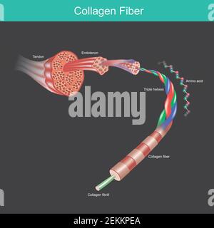 collagen fibre. illustration for commercial about the collagen molecule and amino acid  that affect tissues and muscles of human. Stock Vector