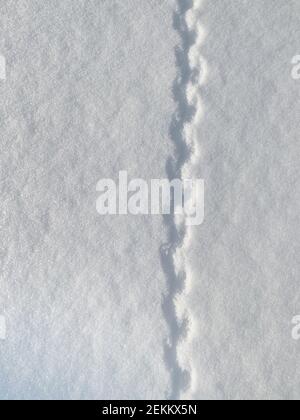 Snow texture with animal or bird legs. footprints on white snow Stock Photo