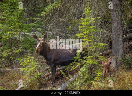 Yellowstone National Park, WY: Cow Moose and calf (Alces alces) Stock Photo
