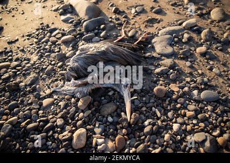 Carcass of a bird, a dead Grey heron  on a rocky beach Stock Photo