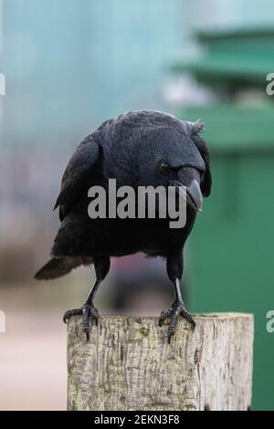 Carrion Crow (Corvus corone) sitting on post in front of wheelie bin Stock Photo
