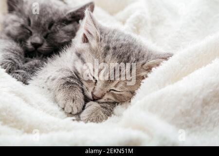 Sleeping tabby kitten hugs itself with paws. Family of kittens resting sleep on blanket with copy space. Beautiful little kitten curled up paws. Pets Stock Photo