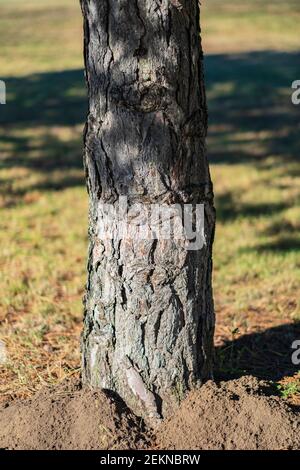 The tree trunk of a young Austrian pine tree, Pinus nigra, also known as Black pine.USA. Stock Photo