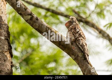 Potoo (Nyctibius Grandis) bird camouflaged on a tree branch with brown and white feathers yawning in the rainforest Stock Photo