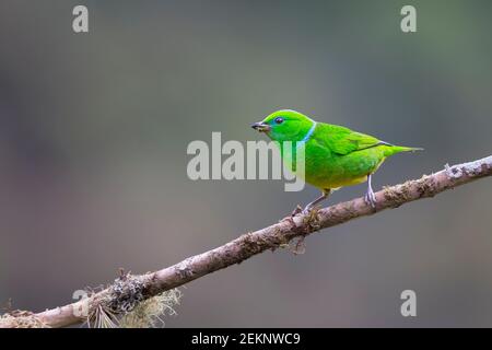 Female Golden-browed Chlorophonia (Chlorophonia callophrys), perched, intense green feathers with a blue line on its nape, Costa Rica Stock Photo