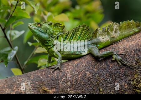 Green Basilisk lizard (Basiliscus plumifrons) (Jesus Christ Lizard) still on a tree trunk sunbathing in the rainforest Stock Photo