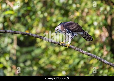 Juvenile Ornate Hawk-Eagle (Spizaetus ornatus) hunting with intense concentration and look on its eyes, Costa Rica Stock Photo