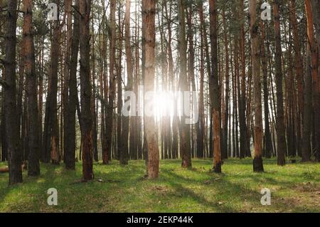 Landscape of spring pine trees with back sun light and shadows. Beautiful forest Stock Photo