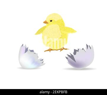 The chicken hatched from the shell. Vector illustration Stock Vector