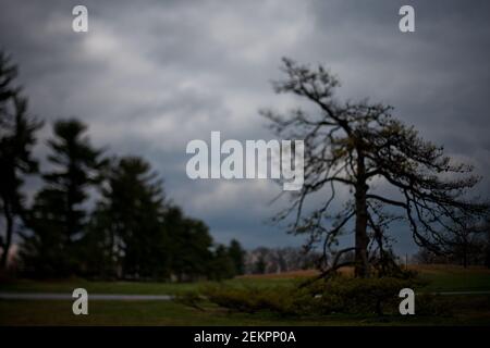 A tall pine tree grows tall against a blue gray cloudy sky at the Virginia State Arboretum Stock Photo
