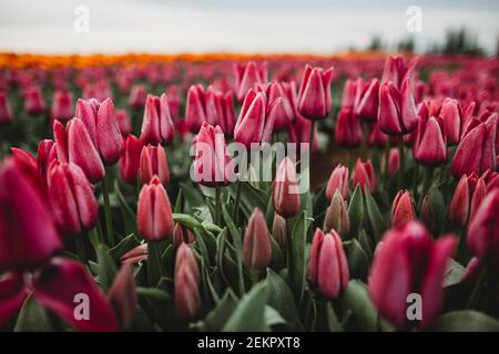 Purple tulips in morning dew on overcast day Stock Photo