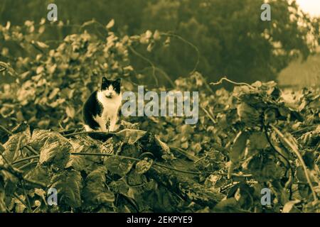 black and white cat perched on top of leaves Stock Photo
