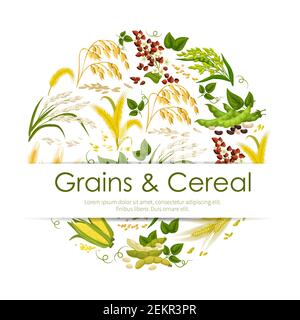 Grains and cereals, frame of plants and seeds. Vector food products, corn and green pea pods, legume beans, ears of wheat and rye. Buckwheat and rice, Stock Vector