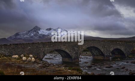 heep on an Old three arched stone bridge over the River Sligachan in Isle of Skye Scotland with Cuillin mountain range in the distance, Isle of Skye, Stock Photo
