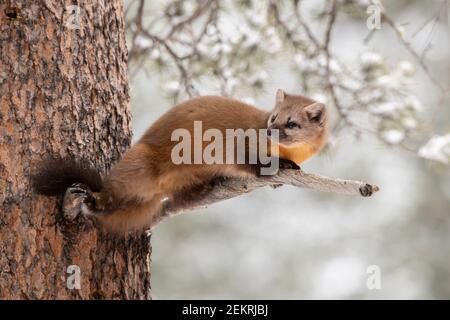 American pine marten, Yellowstone National Park Stock Photo